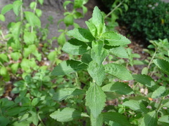 Stevia rebaudiana