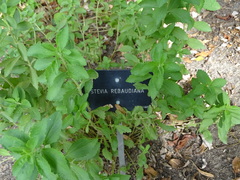 Stevia rebaudiana