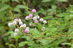 Mimosa rubicaulis
