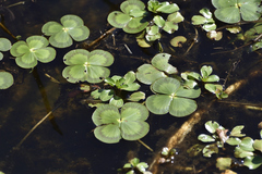 Marsilea mutica