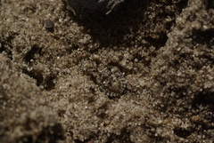 Gelastocoridae