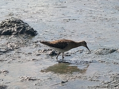 Calidris pugnax