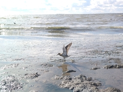 Calidris pugnax