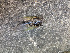 Cryptotympana facialis