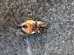 Cryptotympana facialis