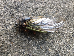 Cryptotympana facialis