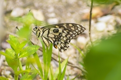 Papilio demoleus