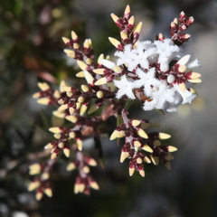 Acrothamnus melaleucoides
