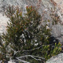 Acrothamnus melaleucoides