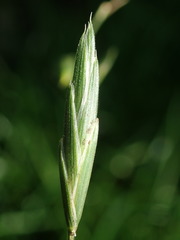Bromus catharticus