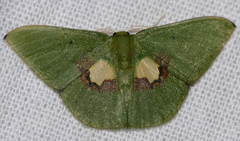 Tachychlora flavicoma