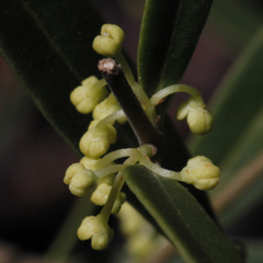 Notelaea linearis