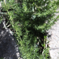 Prostanthera teretifolia