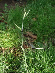 Bromus catharticus