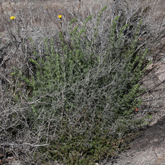 Prostanthera teretifolia