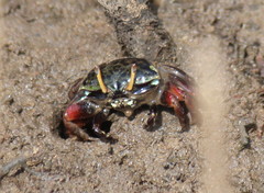 Paraleptuca chlorophthalmus