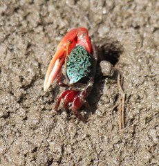 Paraleptuca chlorophthalmus