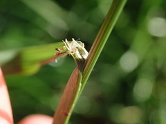 Bromus catharticus