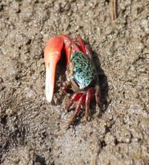 Paraleptuca chlorophthalmus