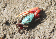 Paraleptuca chlorophthalmus