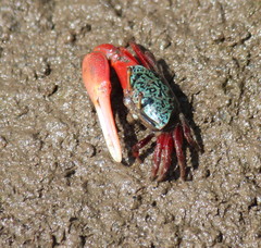 Paraleptuca chlorophthalmus