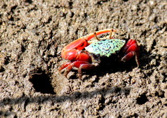 Paraleptuca chlorophthalmus