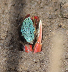 Paraleptuca chlorophthalmus