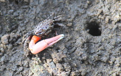 Austruca occidentalis