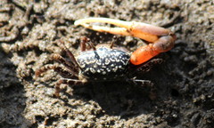 Austruca occidentalis