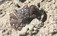 Parasesarma guttatum