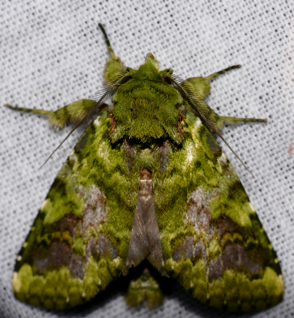 Hardingia livida