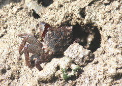 Parasesarma guttatum