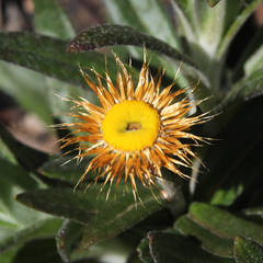Xerochrysum bracteatum