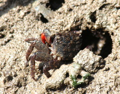 Parasesarma guttatum