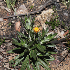 Xerochrysum bracteatum