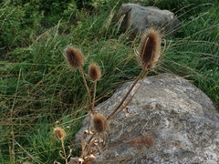 Dipsacus fullonum