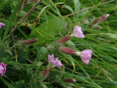 Silene dioica