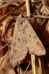 Ammoconia caecimacula