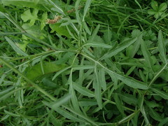 Diplotaxis tenuifolia