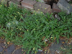 Diplotaxis tenuifolia