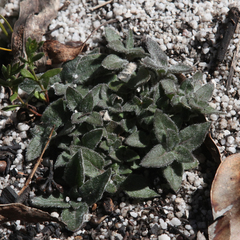 Opercularia hispida