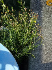 Senecio inaequidens