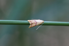 Hapaloteucha paragramma