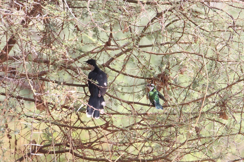Pied Cuckoo (Clamator jacobinus)