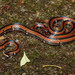 羽鳥氏帶紋赤蛇 - Photo 由 Yu Ching Tam 所上傳的 (c) Yu Ching Tam，保留部份權利CC BY-NC-ND