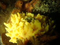 Polymastia boletiformis