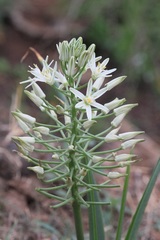 Albuca seineri