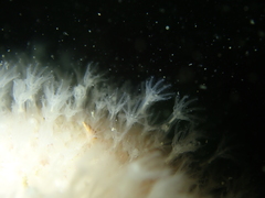 Alcyonium digitatum