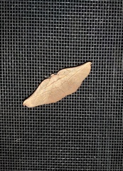 Xenomusa metallica