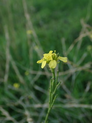 Hirschfeldia incana
